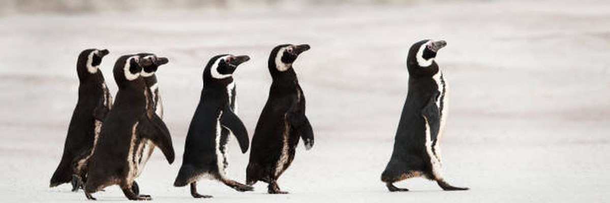 Magellanic penguins heading out to sea for fishing